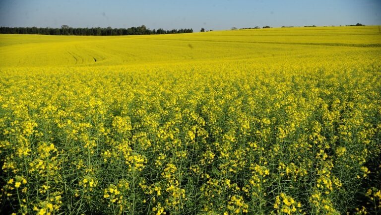 Brasil passará a exportar sementes de canola para a África do Sul
