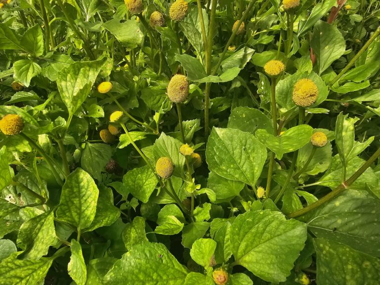 Jambu desponta e ganha nova demanda focada na COP 30