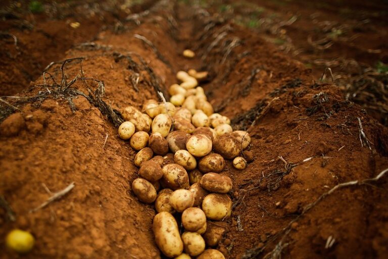 Bioinsumos ajudam a melhorar eficiência das lavouras de batata