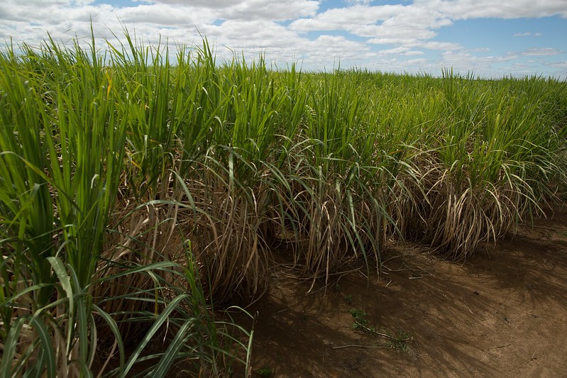 Produtividade menor dos canaviais derruba produção de açúcar por hectare, diz CTC