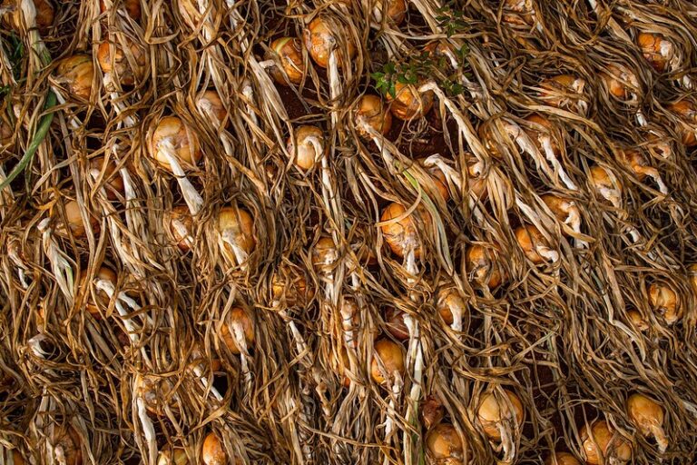 Grupo japonês compra empresa catarinense de sementes de cebola