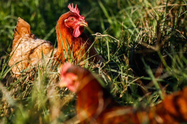 Japão suspende importações de frango e ovos do Ceará após caso de gripe aviária