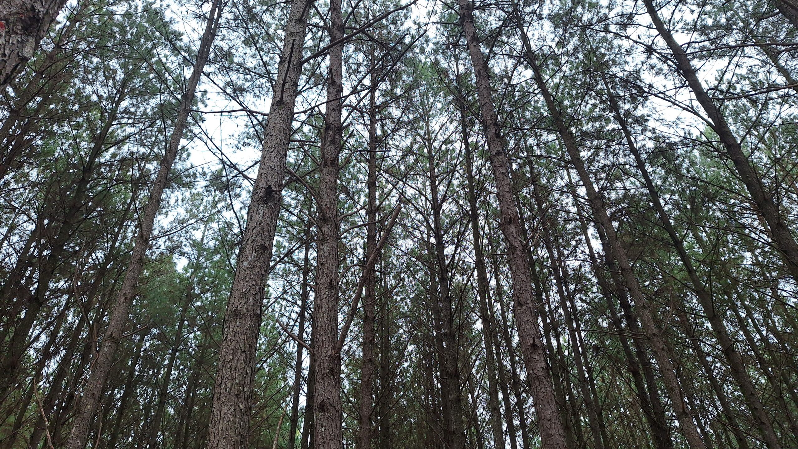 Setor florestal do Paraná alerta para fechamentos de empresas com tarifaço dos EUA