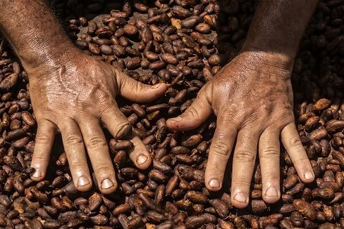 Preços do cacau sobem em meio à queda de demanda e pressão de consumo global