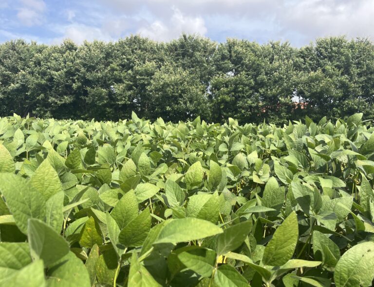 Setor de soja tem como desafio aumentar a produção com maior proteção ambiental