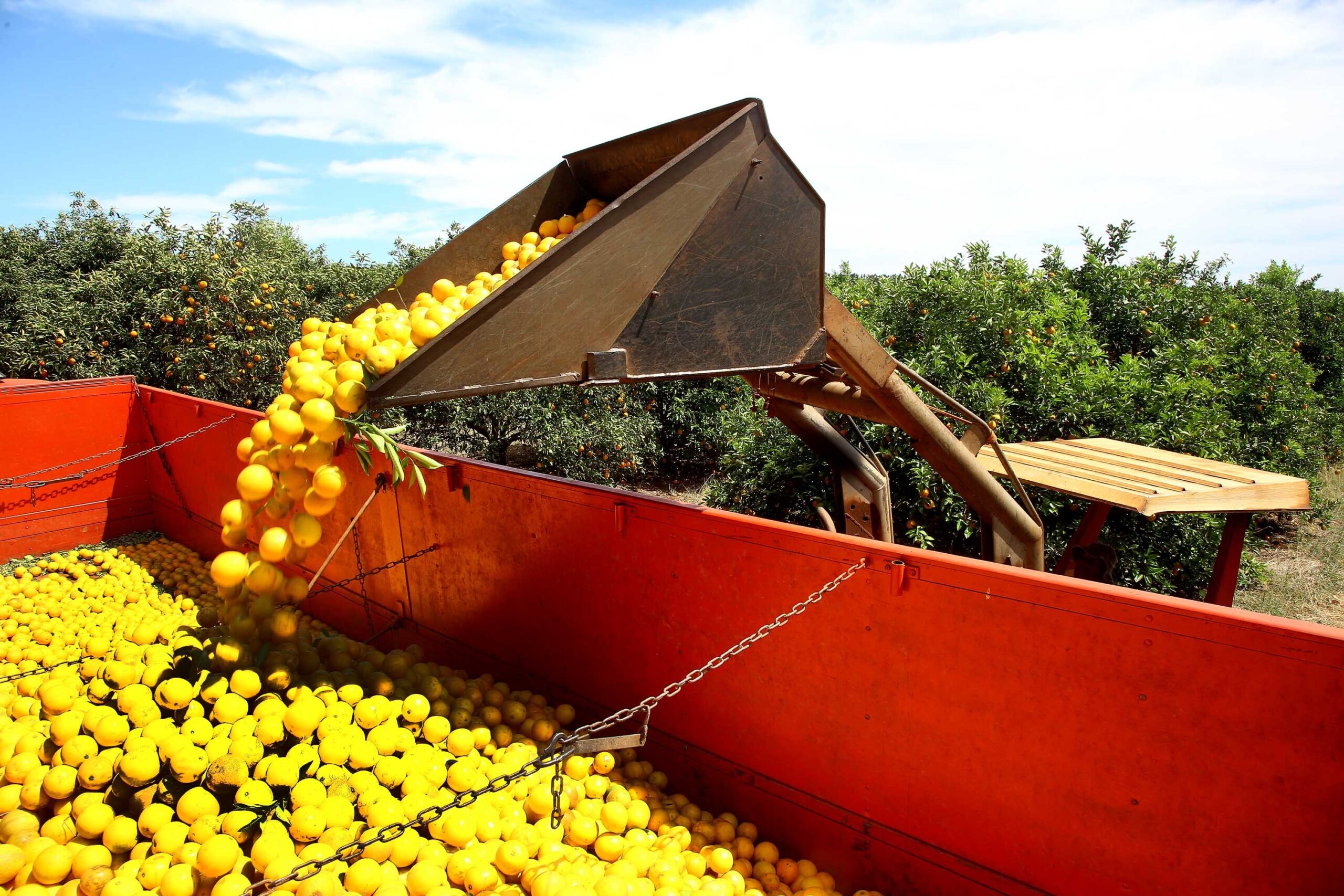 Tarifa dos EUA preocupa produtores brasileiros de laranja; ouça o comentário