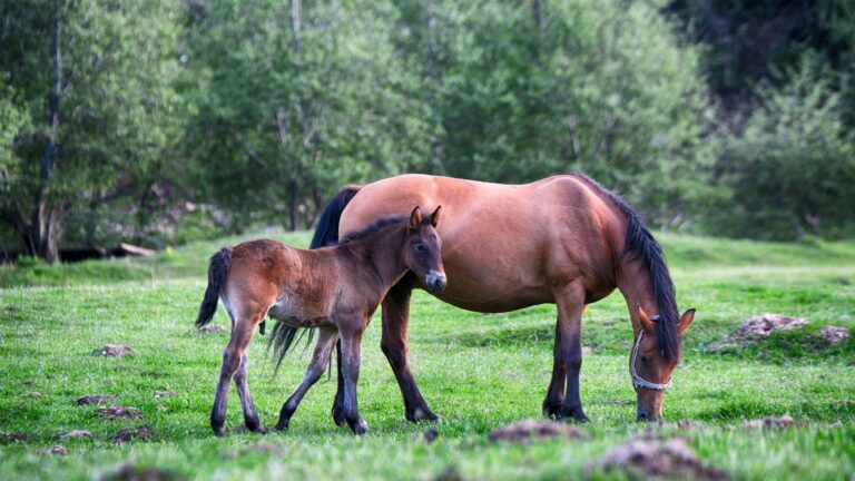 Mortes de cavalos por ração contaminada deverão aumentar, dizem criadores