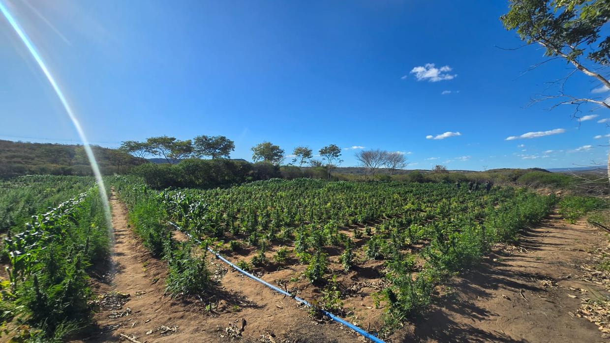Plantação com 12 toneladas de drogas avaliadas em R$24 milhões é localizada no Ceará