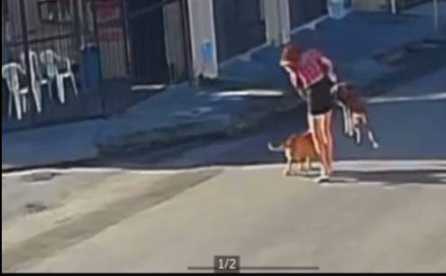 Pitbull ataca cadela em rua da Parangaba, em Fortaleza; ação rápida da PM evita tragédia