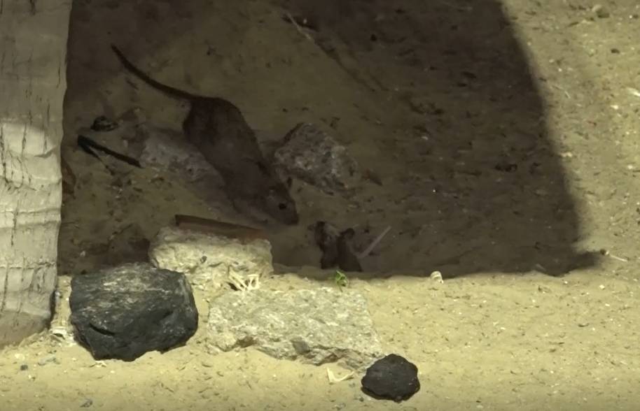 Proliferação de ratos na Beira-Mar de Fortaleza preocupa comerciantes e visitantes