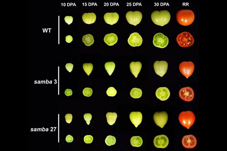 Edição genética em tomate melhora teor de açúcar e compostos antioxidantes