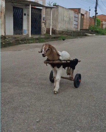 Morre Frederico, cabritinho que emocionou as redes sociais com cadeira de rodas improvisada