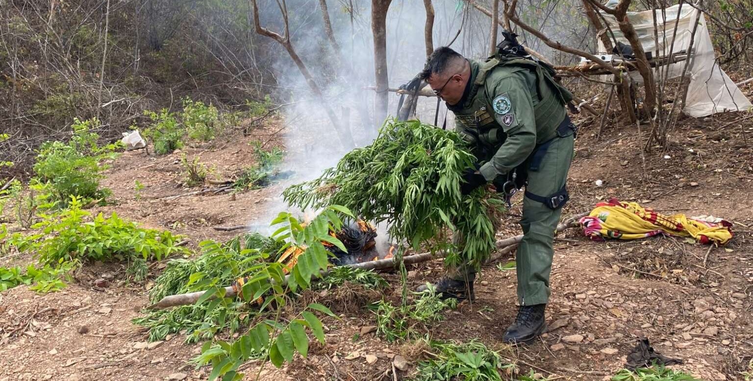 Plantação com 1.200 pés de maconha é incinerada em Missão Velha, no interior do Ceará