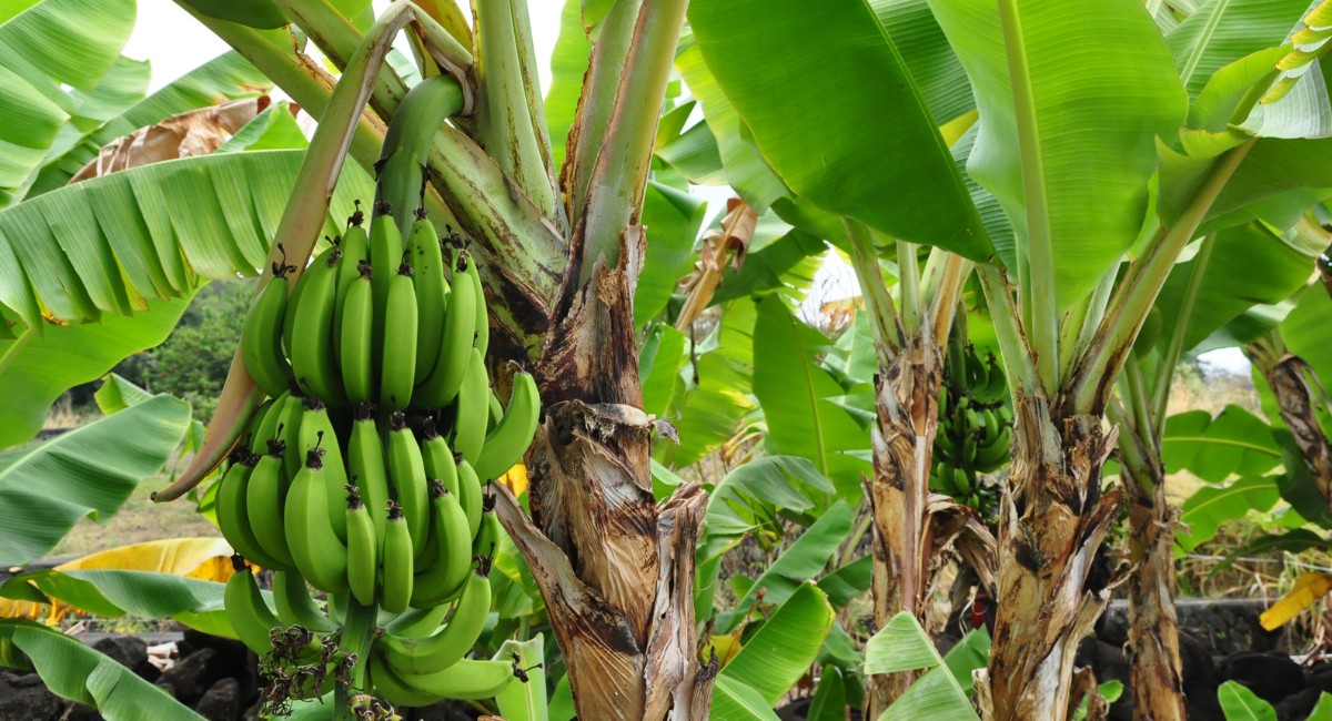 Você sabia que bananeira é uma erva e não uma árvore? Entenda