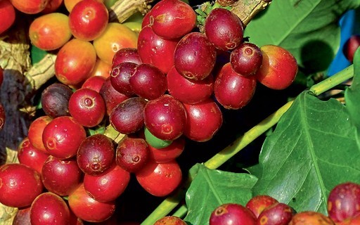 Colheita de café da Cooxupé atinge 74,2%