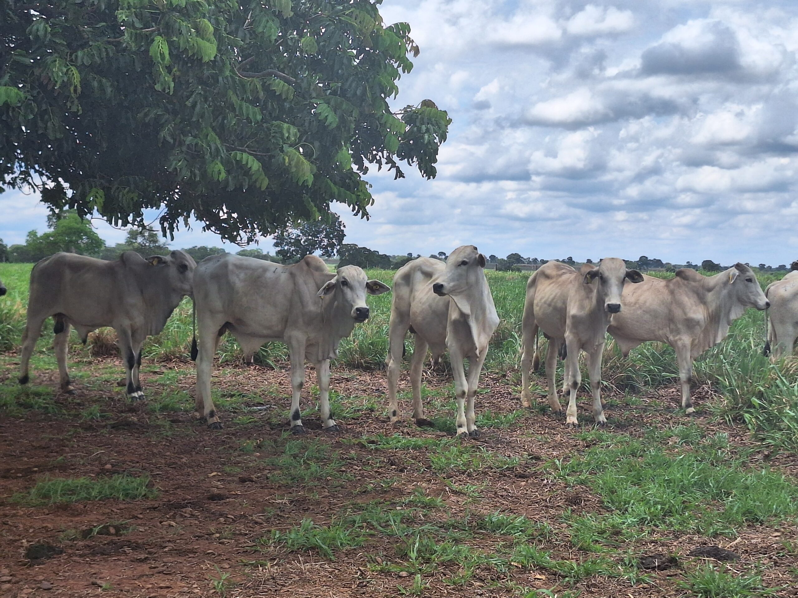 Após semana de altas, preço do boi gordo fica estável na maioria das regiões