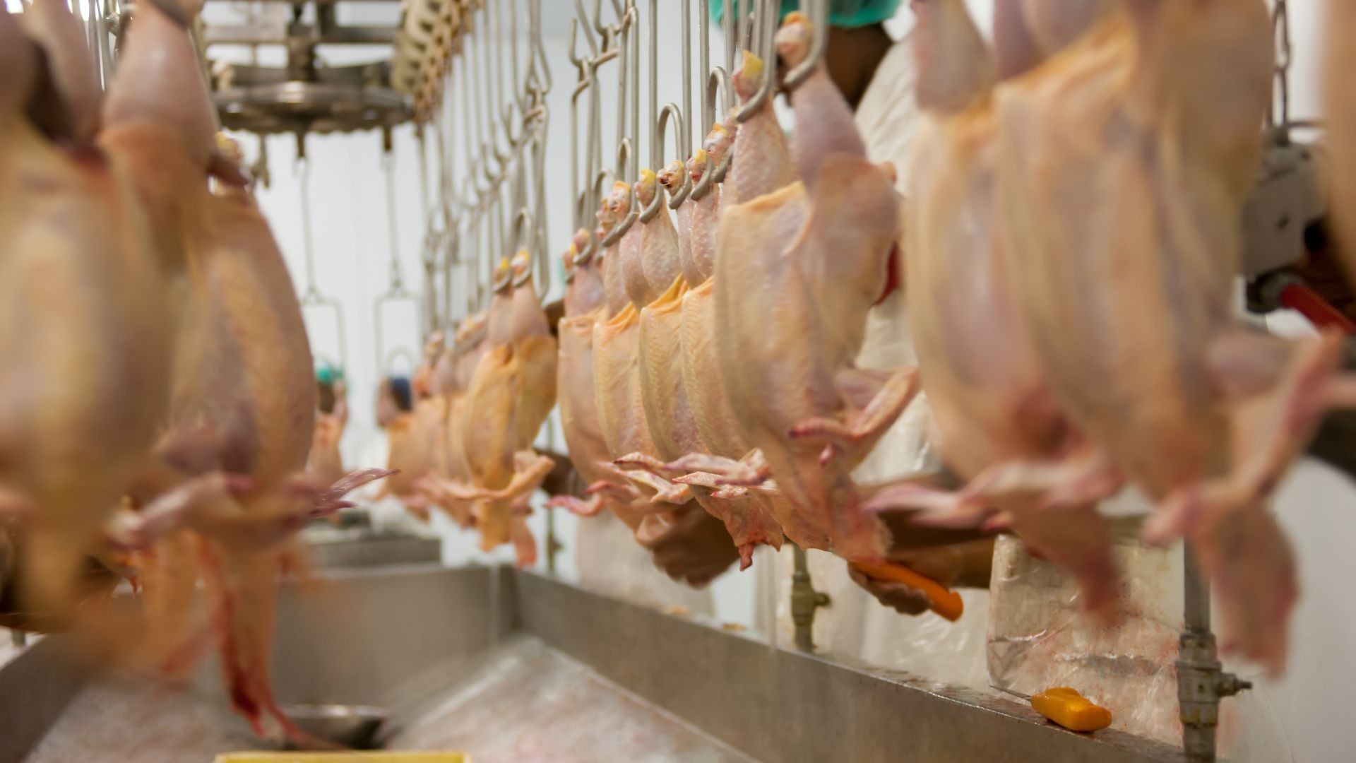 Exportadores de frango e suíno lançam campanha para preservar acesso a mercados