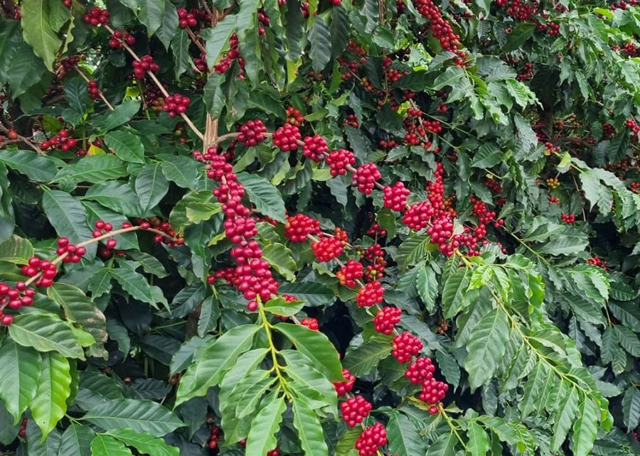 China retira taxas de importação de café da África e “redesenha” mapa de comércio