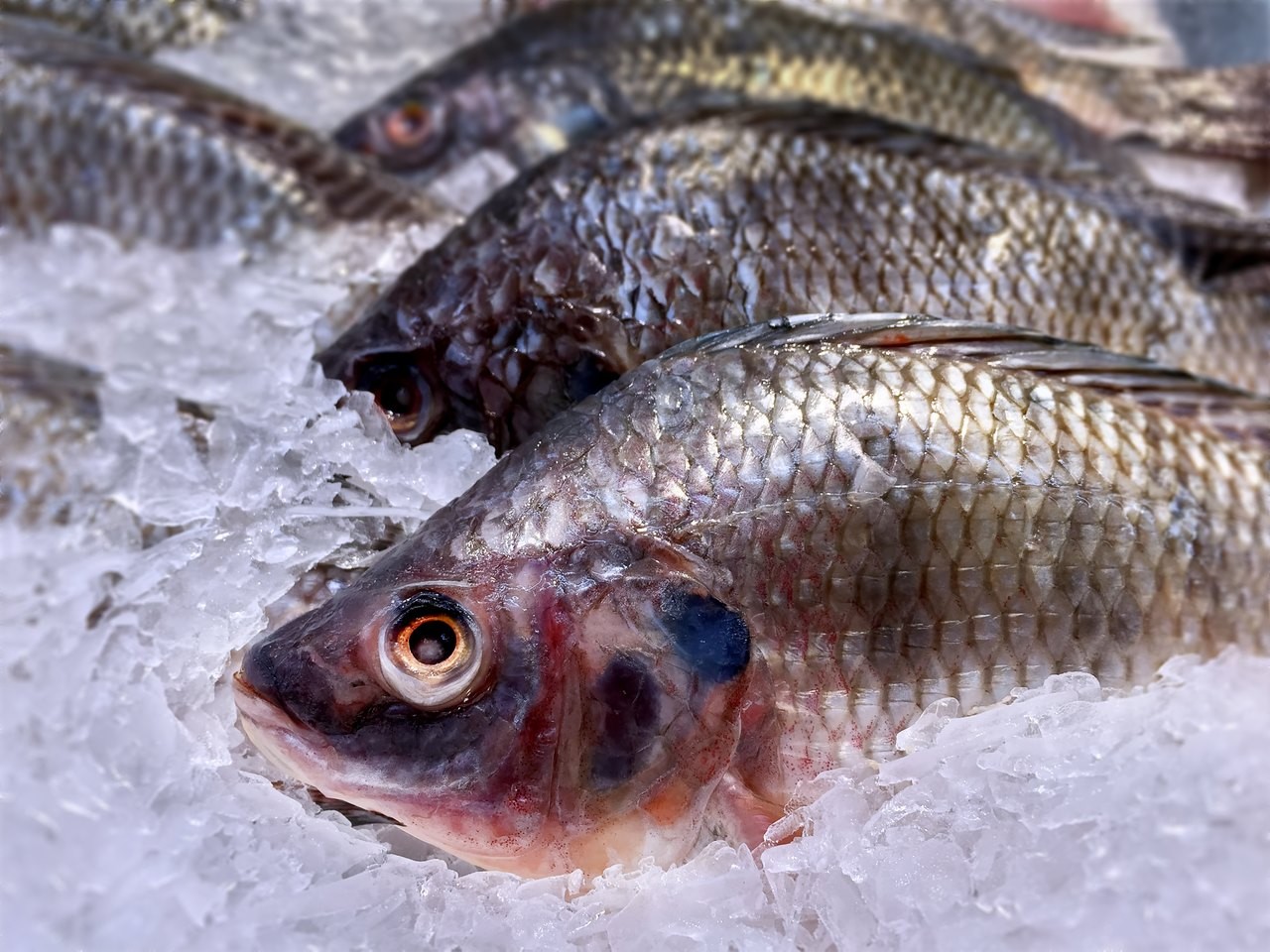 Tarifaço deixa produtores de mel e de pescado em situação delicada; entenda