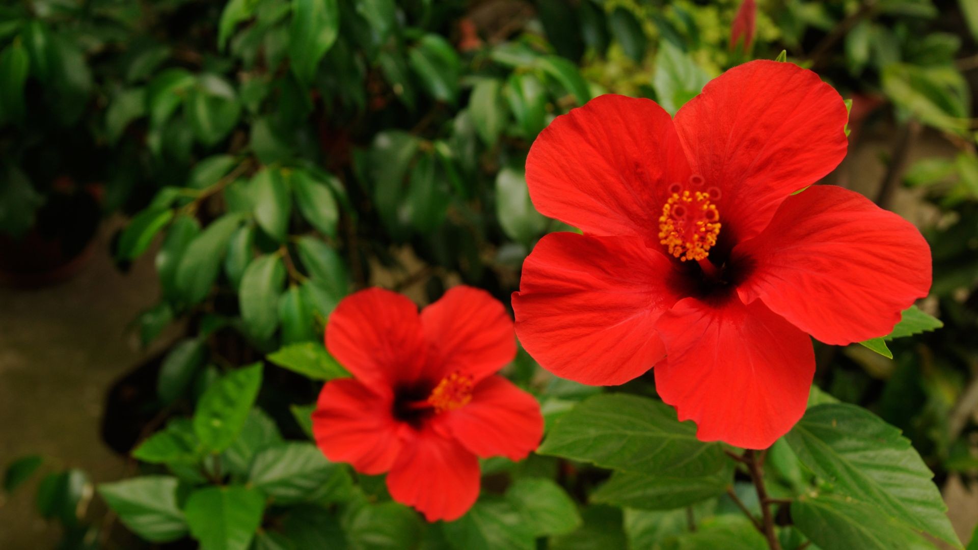 Oito flores que são comestíveis (e deliciosas) para você conhecer