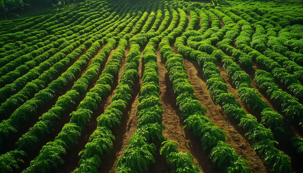 Vendas do Syngenta Group ficam estáveis no segundo trimestre