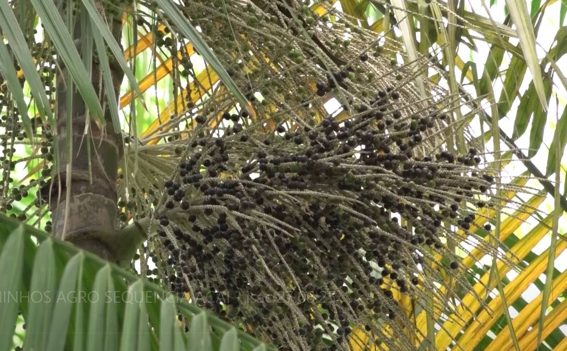 Cearenses investem no açaí e projetam autossuficiência na produção da fruta amazônica