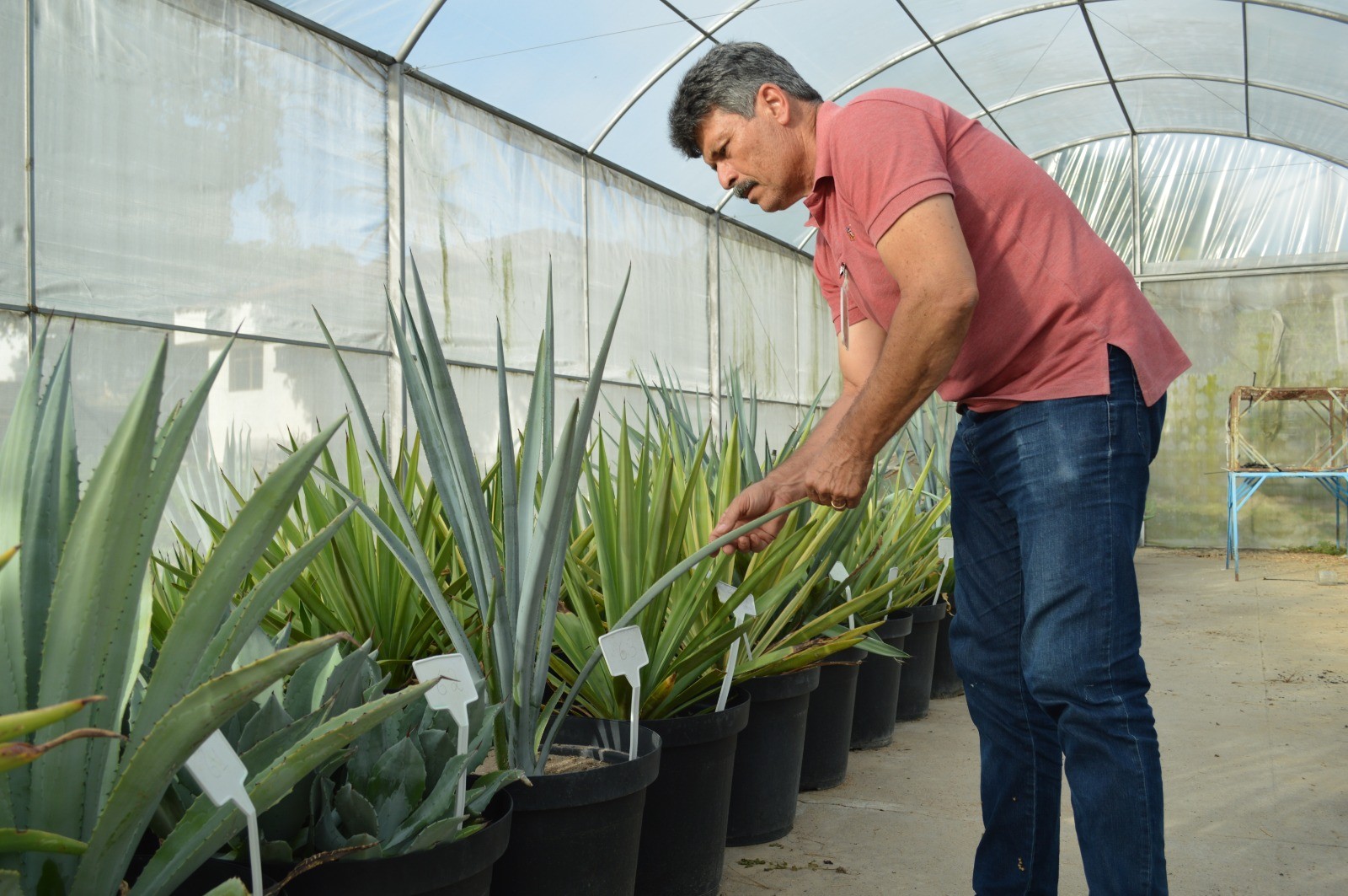 Embrapa estuda como aproveitar agave para produzir etanol