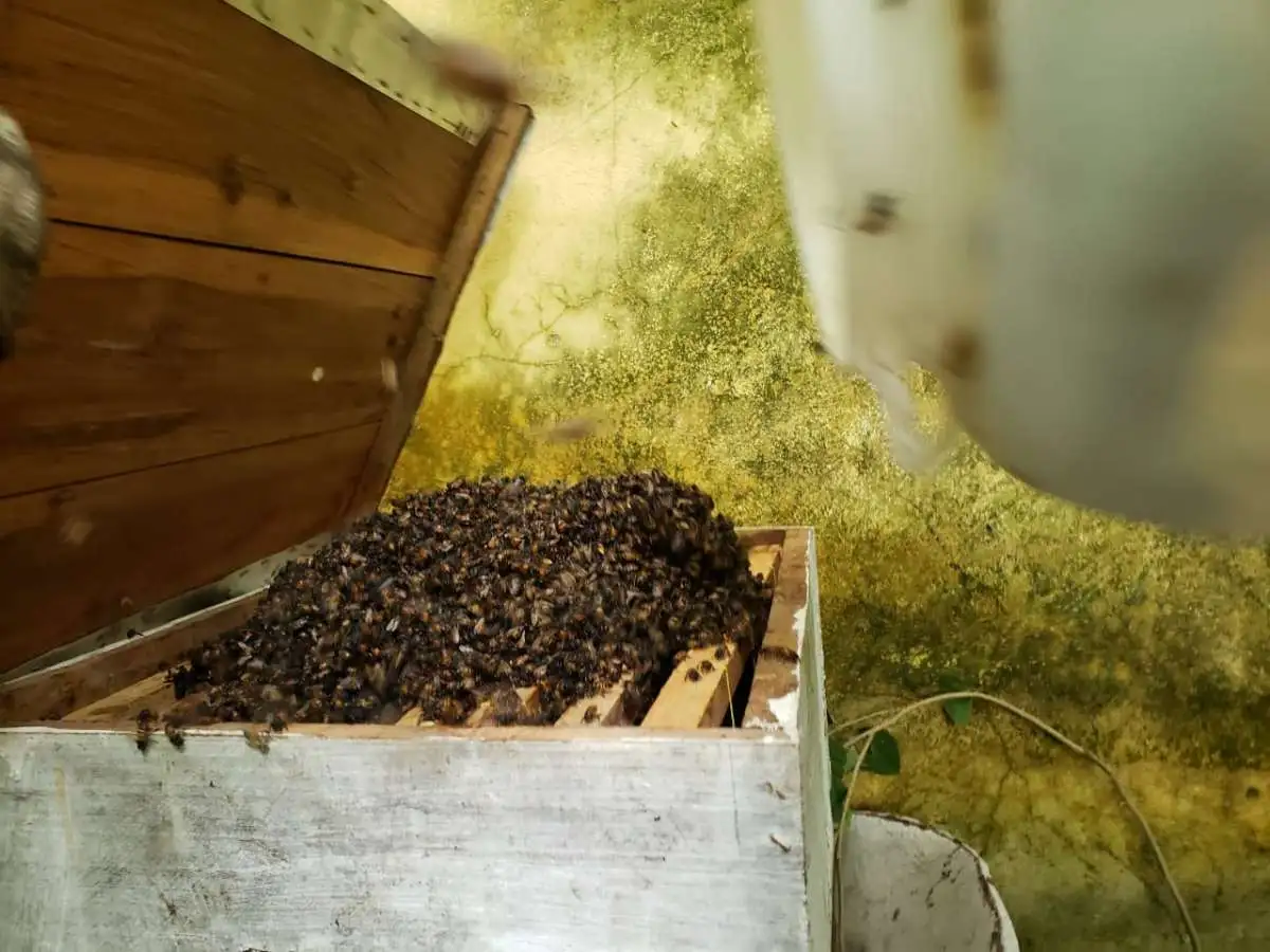 Policial militar resgata idoso atacado por abelhas em no interior do Ceará