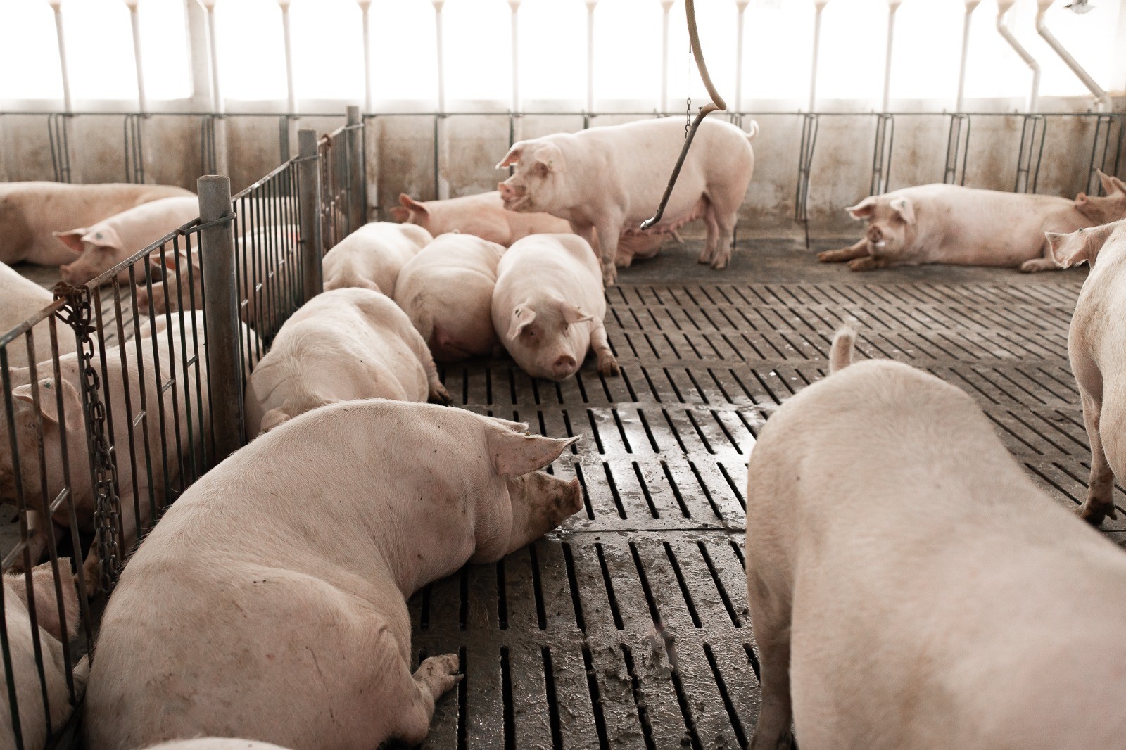 Mesmo em fim de mês, mercado de carne suína se aquece e preços sobem