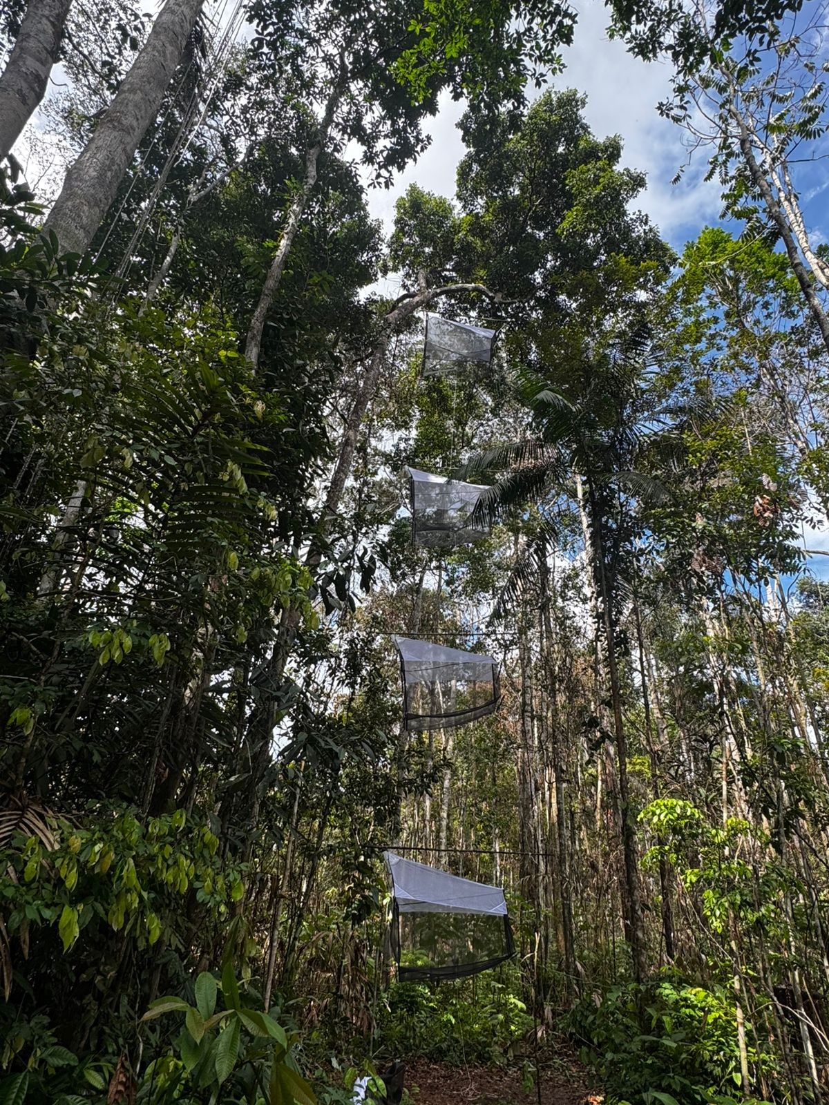 Vespas podem ajudar no controle natural de pragas na mandioca da Amazônia