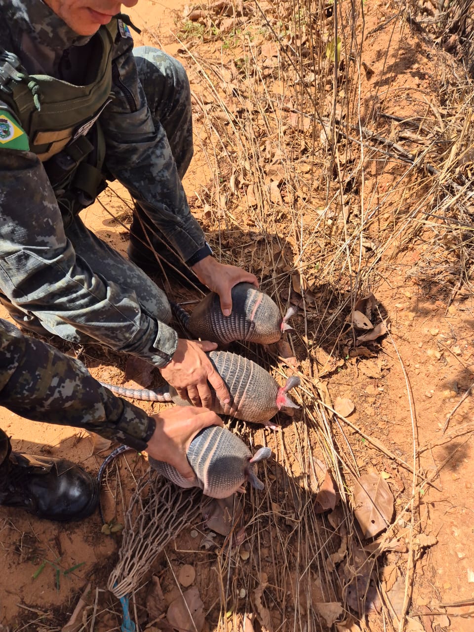 Polícia desarticula torneio de caça ilegal em Lavras da Mangabeira e apreende animais silvestres