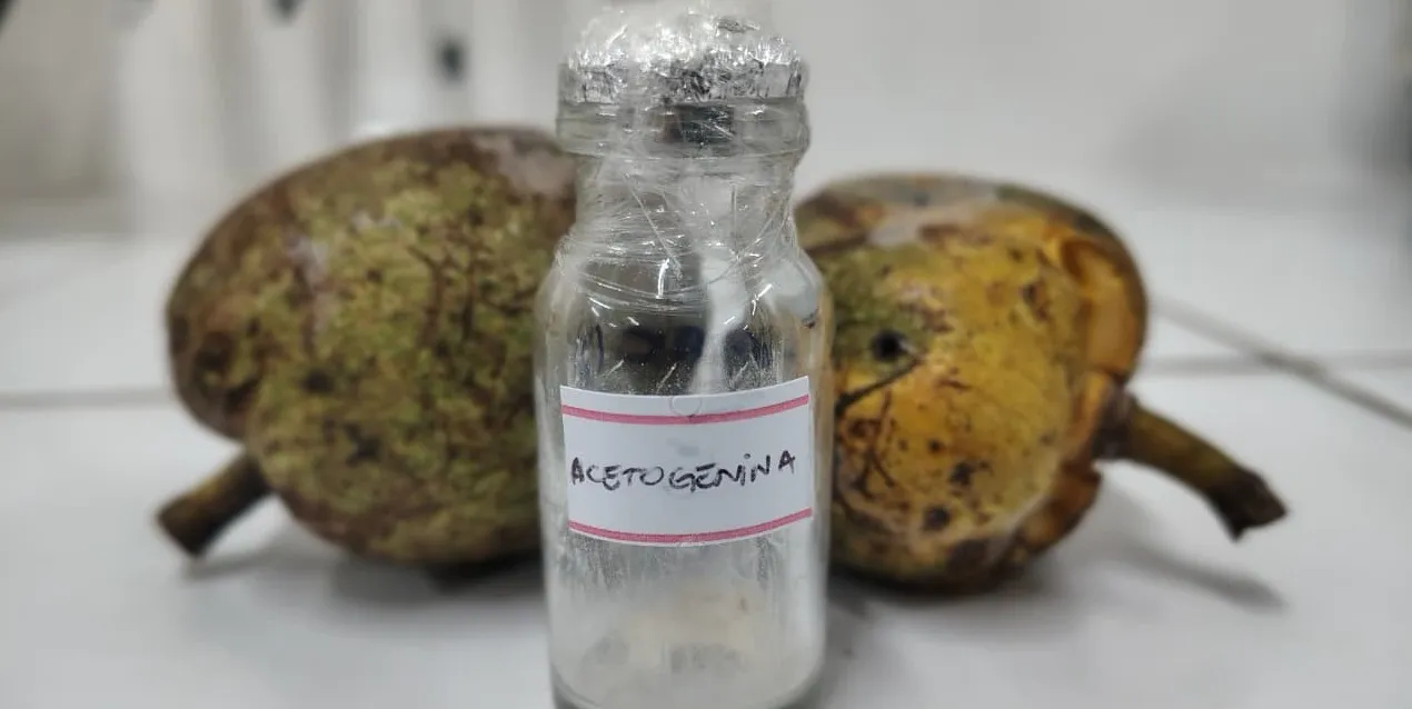 Aedes aegypti: Uece recebe patente por desenvolver larvicida natural contra o mosquito da dengue