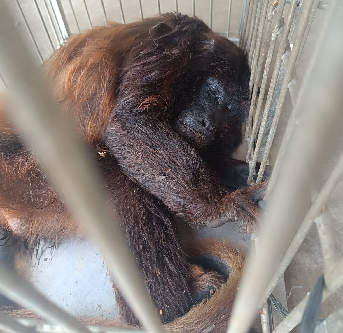 Espécie ameaçada: macaco guariba-da-caatinga é resgatado em Massapê/CE após ser atacado por cães