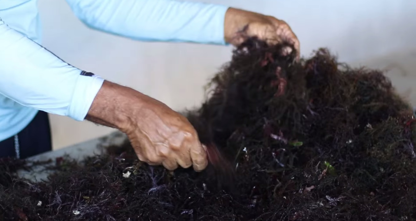 UFC extrai biomoléculas de algas em Flecheiras, no Ceará, para tratamentos de saúde e usos industriais