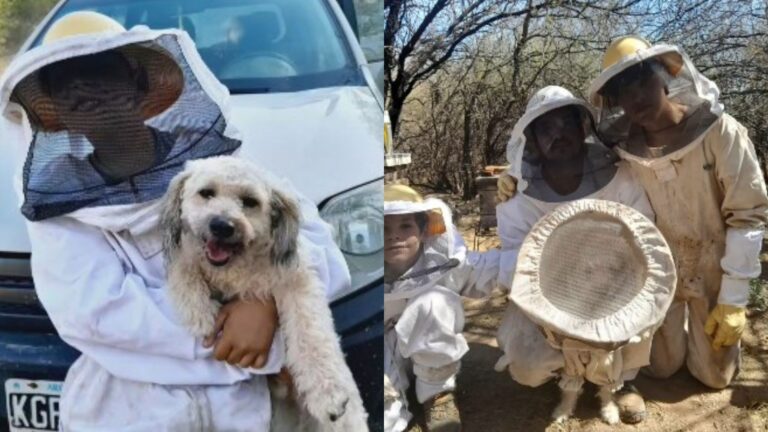 Conheça Suavecito, o cachorro apicultor que conquistou a internet