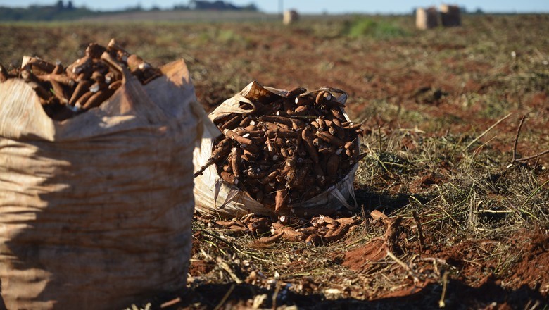 Preço da mandioca tem maior valorização semanal em quase um ano