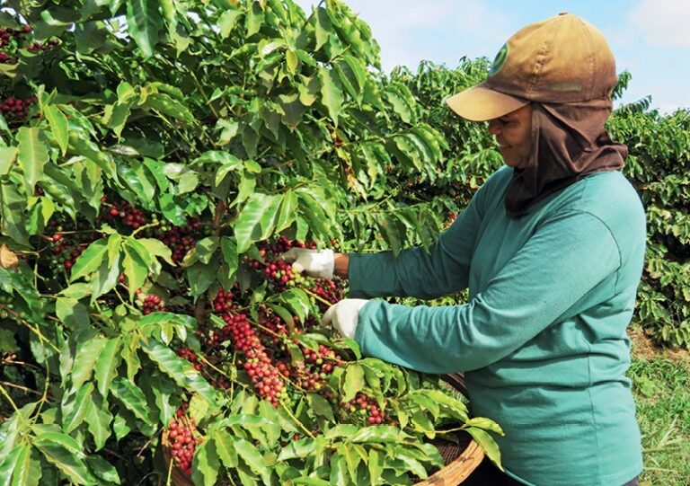 Café despenca em NY e tem maior queda diária desde 2021