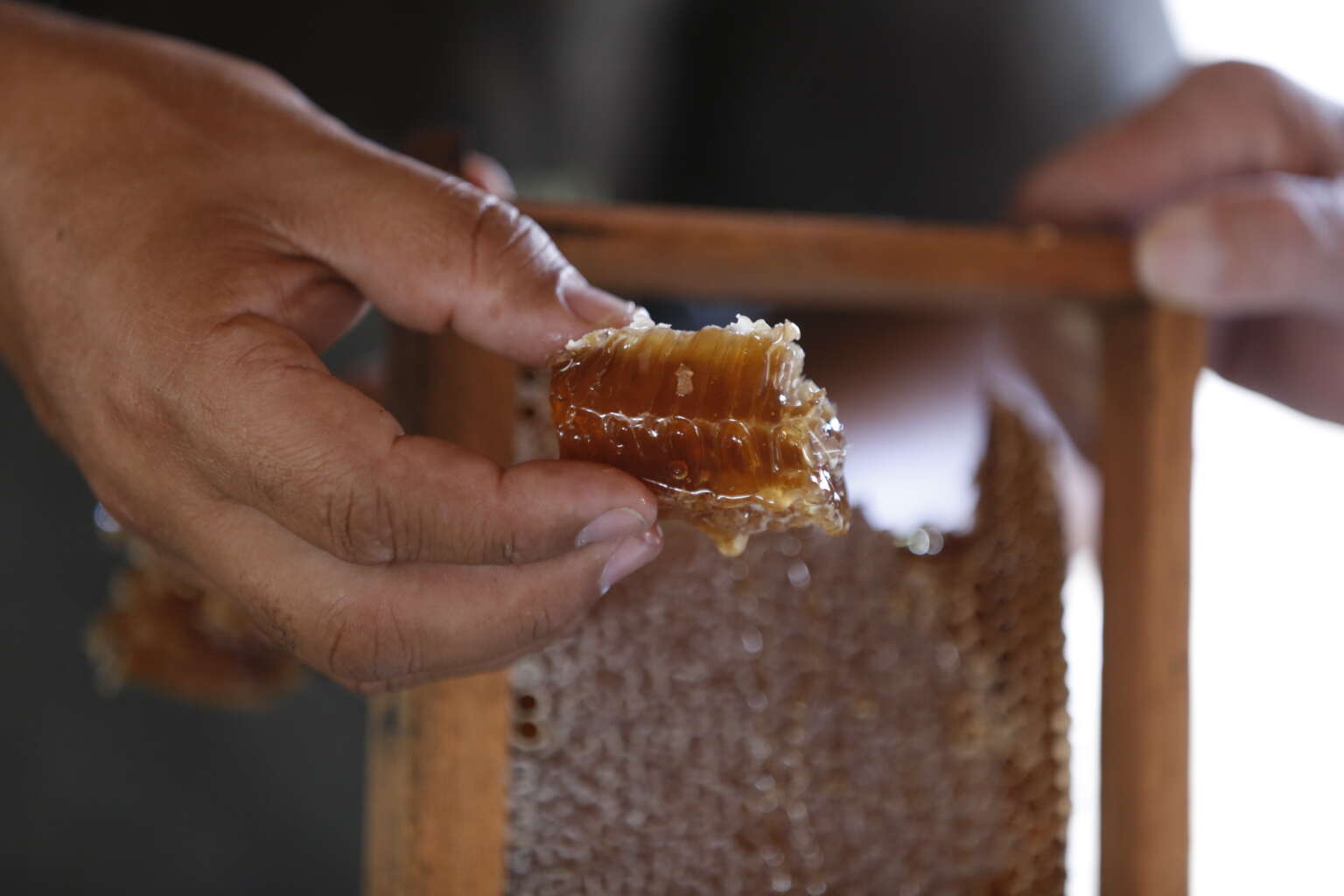 Produção de mel no Ceará sobe mais de 240% entre os anos de 2017 e 2024