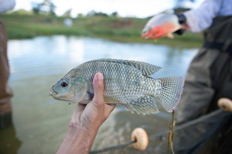 Bem-estar animal é desafio para cadeia de peixes no Brasil