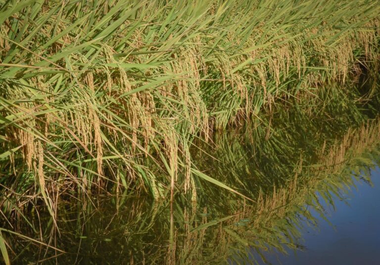 Arroz brasileiro sofre com queda de 45% nos preços; ouça o comentário
