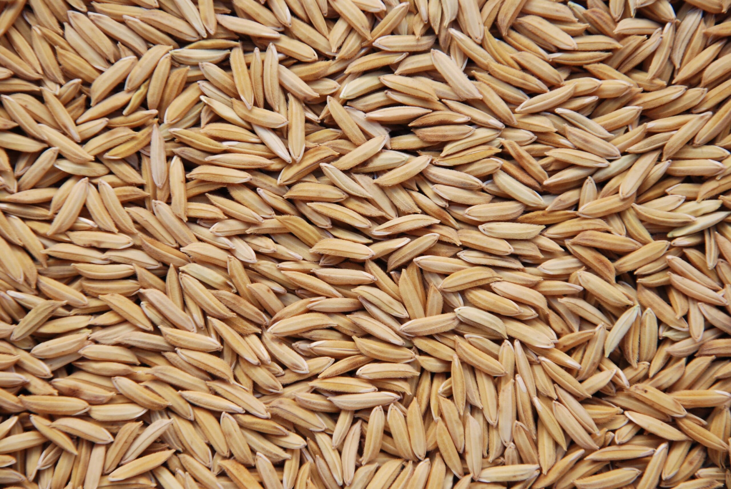Preços do arroz em casca são os menores em mais de dois anos