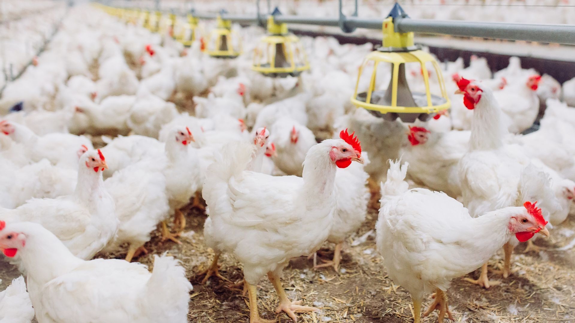 Missão chinesa deve vir ao Brasil para avaliar reabertura do mercado de frango, diz CEO da JBS