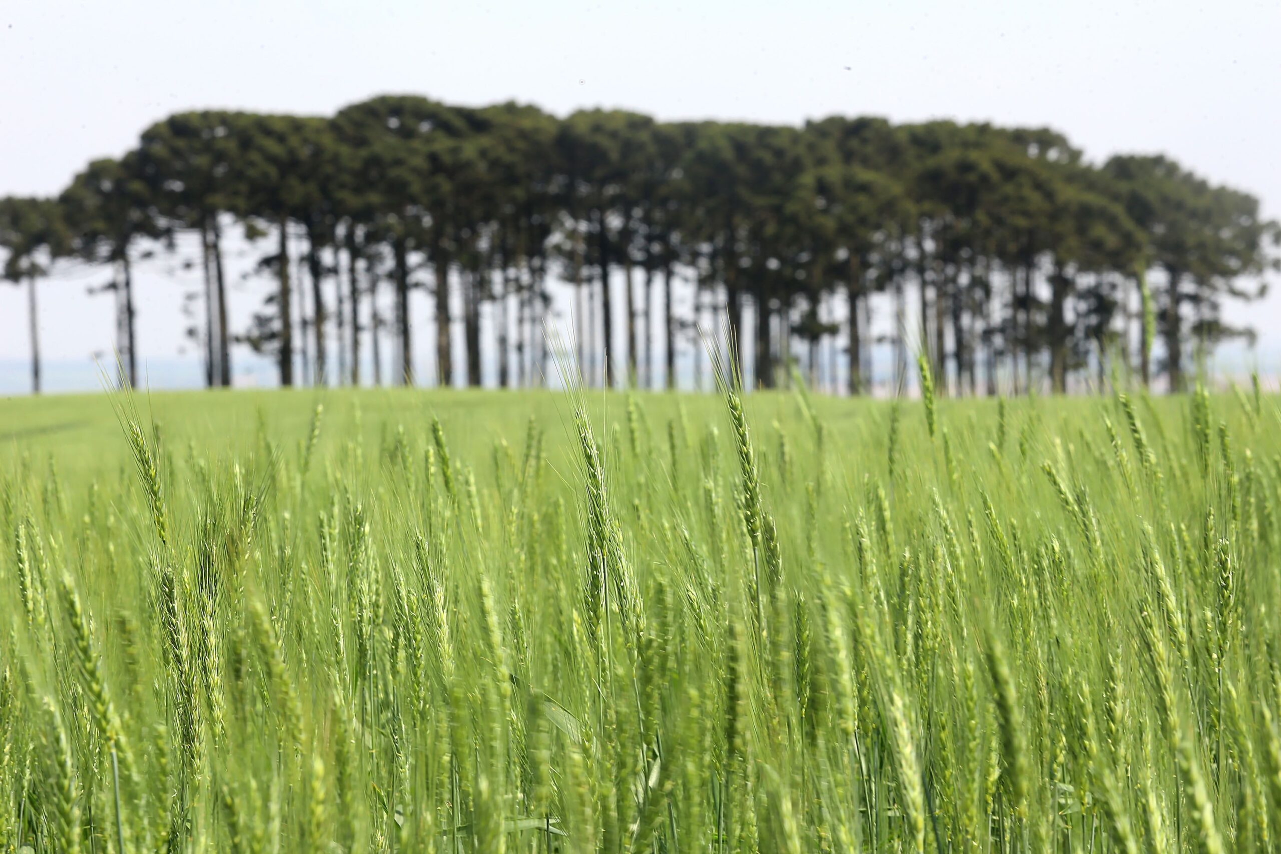 Cultivo da cevada avança no Paraná com ajuda de pesquisas