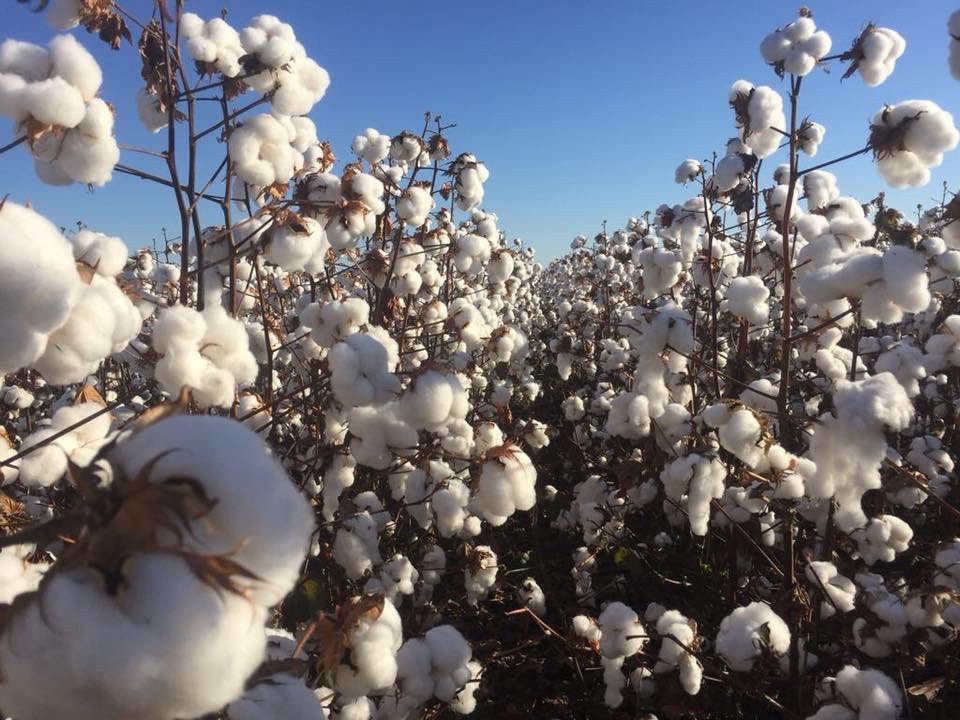 Produtividade do algodão é a segunda maior da história em Mato Grosso