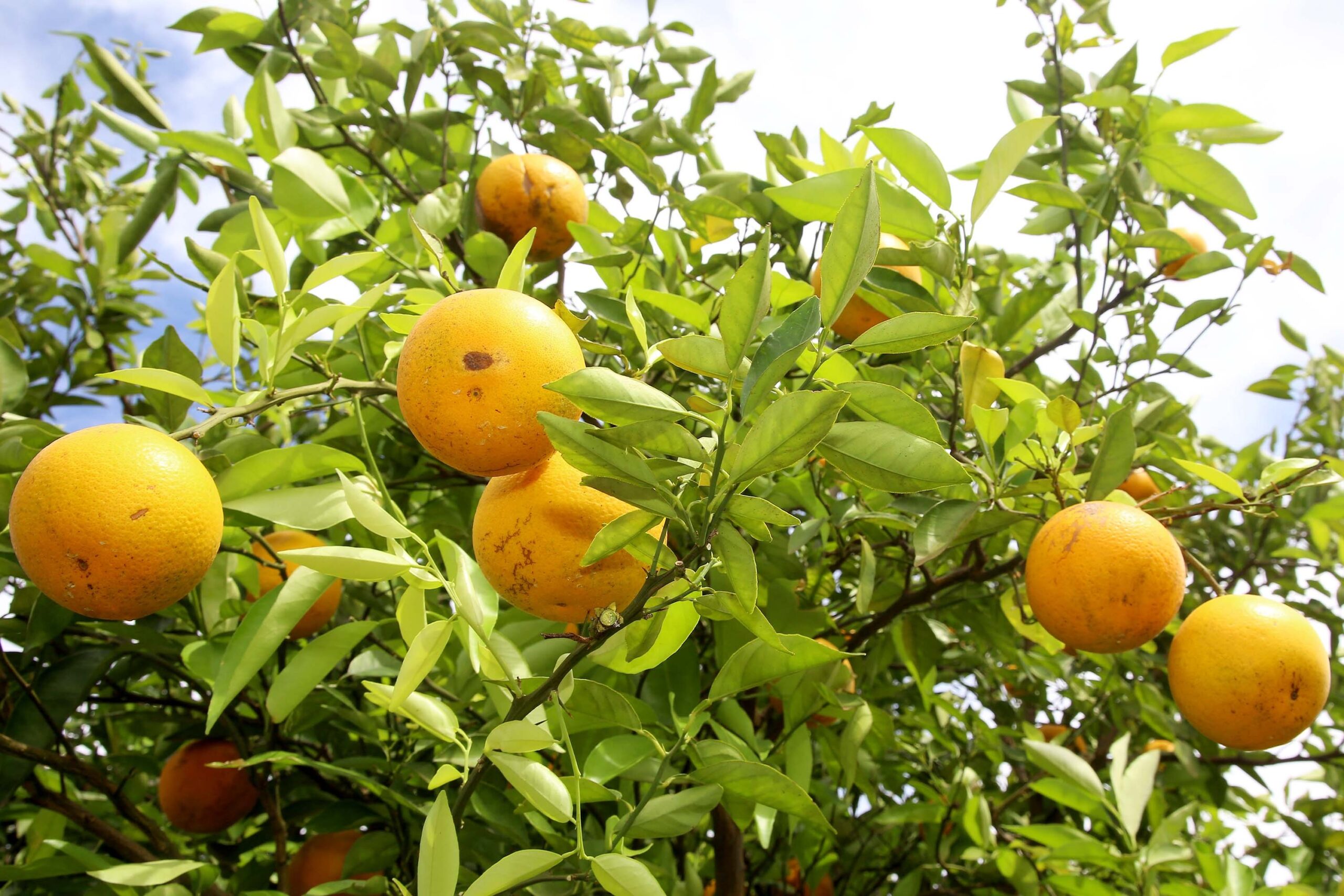 Avanço do greening impacta estimativa da safra de laranja no Brasil