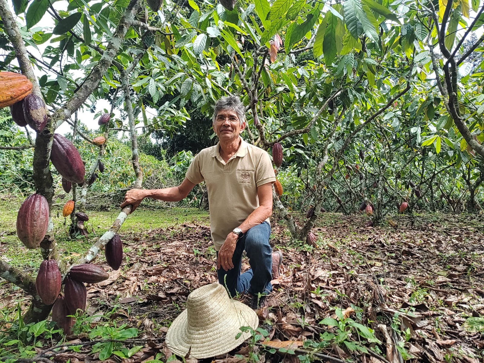 Rendimento baixo ainda limita euforia de produtores de cacau