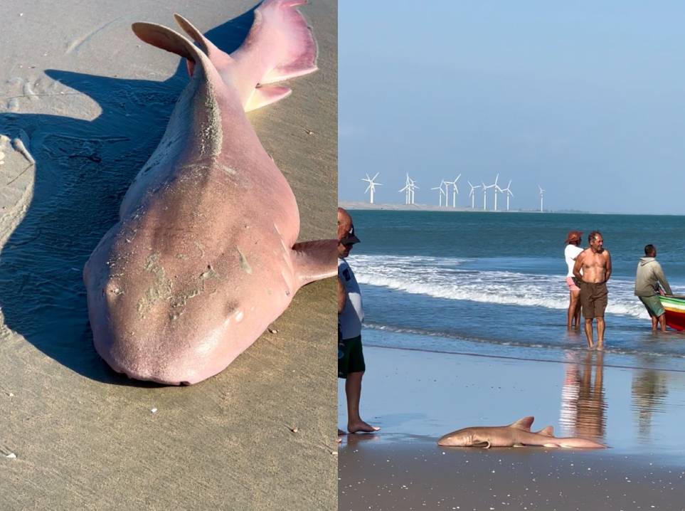 Tubarão-lixa é capturado por pescadores na Praia do Maceió, em Camocim