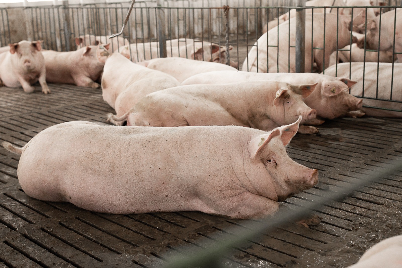Preços do suíno vivo e da carne fecharam agosto em alta