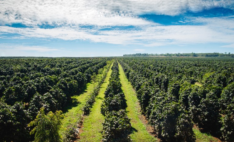 Rainforest Alliance lança certificação de agricultura regenerativa para café