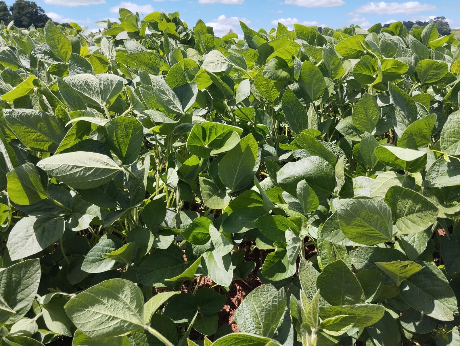 ADM supera 2 milhões de hectares com agricultura regenerativa no mundo